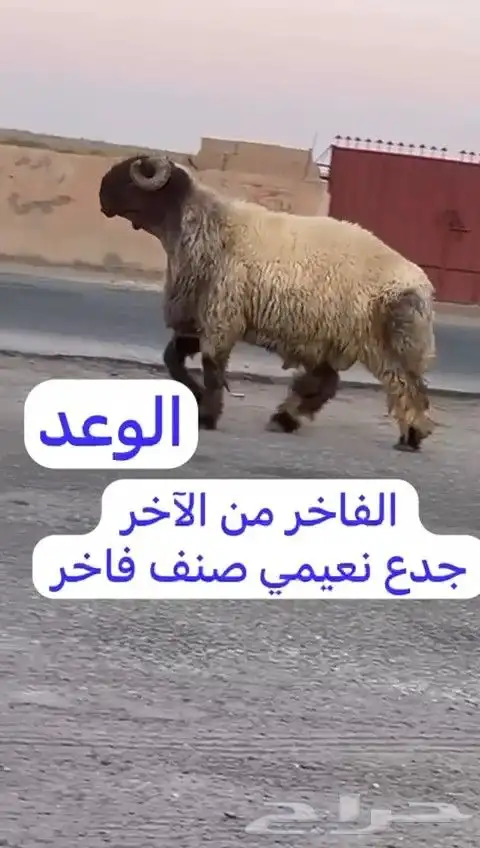 فحل نعيم صنف للبيع 5