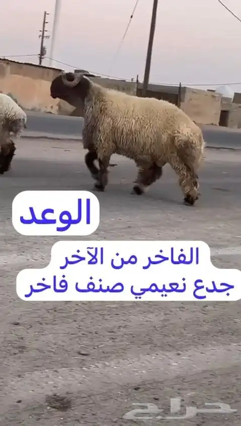 فحل نعيم صنف للبيع 8