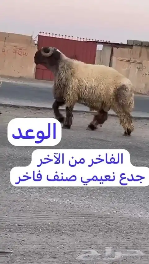 فحل نعيم صنف للبيع 7