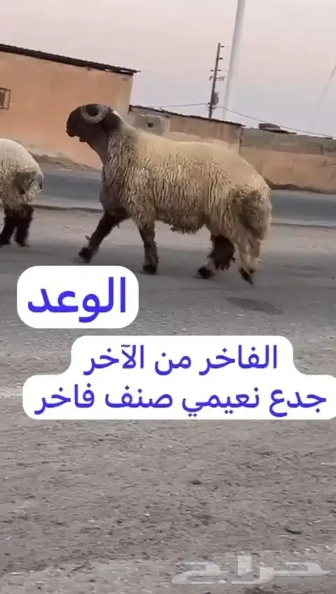 فحل نعيم صنف للبيع 9