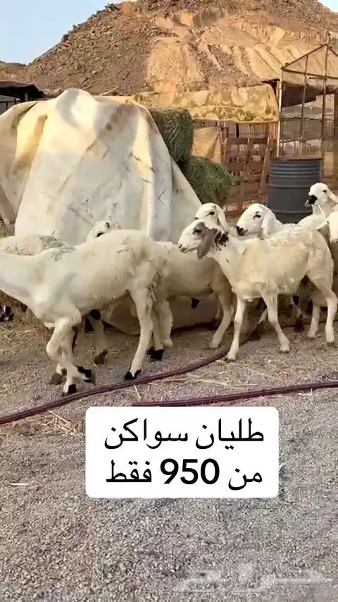 طليان سواكني بيض جذعان مرابي 0