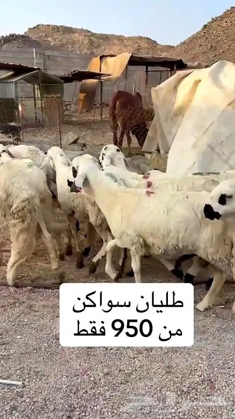 طليان سواكني بيض جذعان مرابي 1