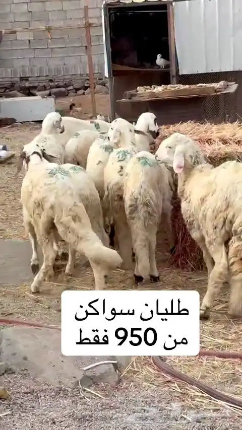 طليان سواكني بيض جذعان مرابي 4