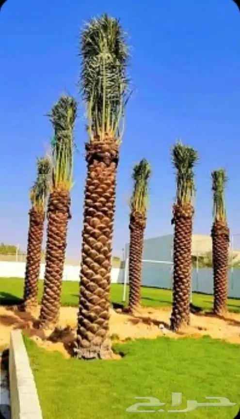 يوجد لدي نخيل بجميع انواعه فسايل ونقايل وجثايث وواشنطني 5