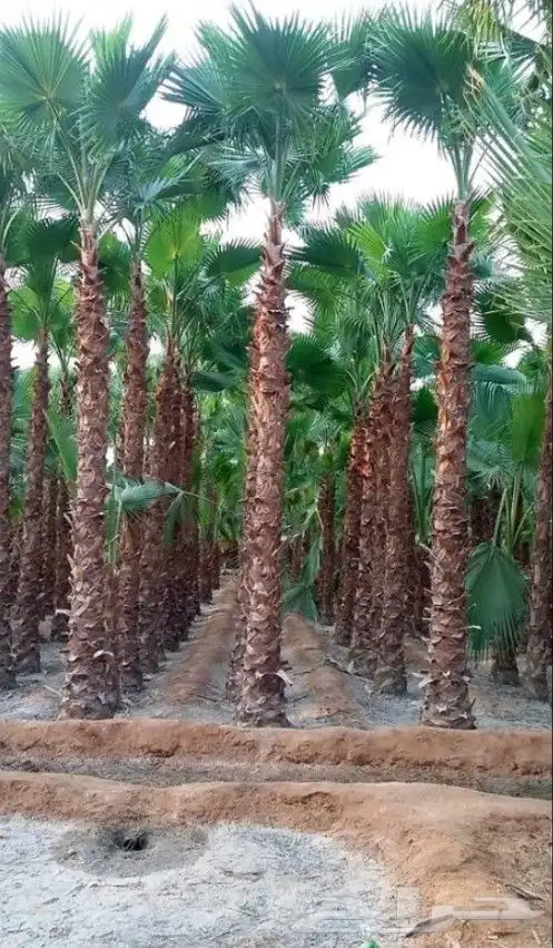 نخل مثمر للبيع اخلاص سكري برحي صقعي مجدول ونانه شيشي غر 7