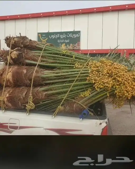 يوجد لدينا جميع انواع النخل العربي الزينه توصيل يشمل جميع من 2