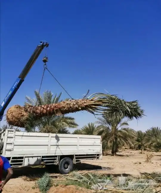 نخل مثمر للبيع شيشي منيفي خضري صقعي نخيل مجدول سكري غر سري 12