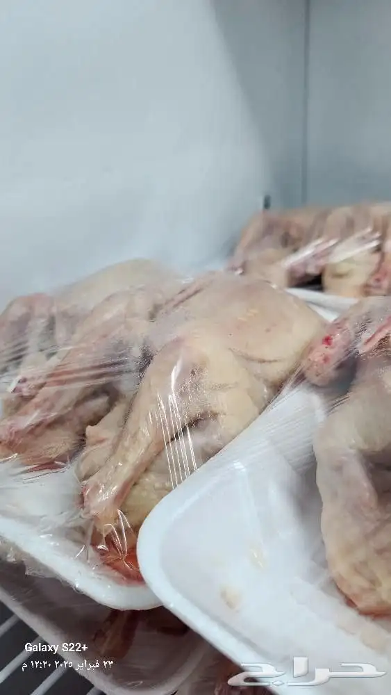 يتوفر بط بكيني بط مسكوفي ديوك احجام جامبو 1