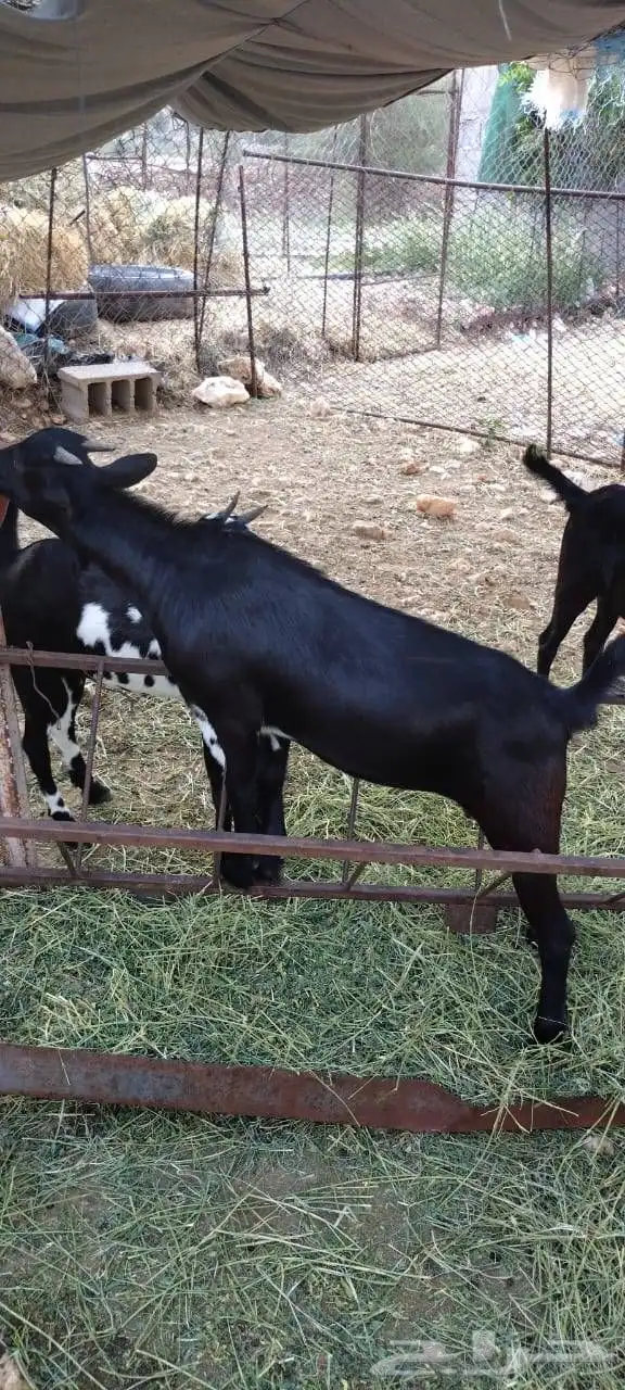 جفار. (بارق) 1