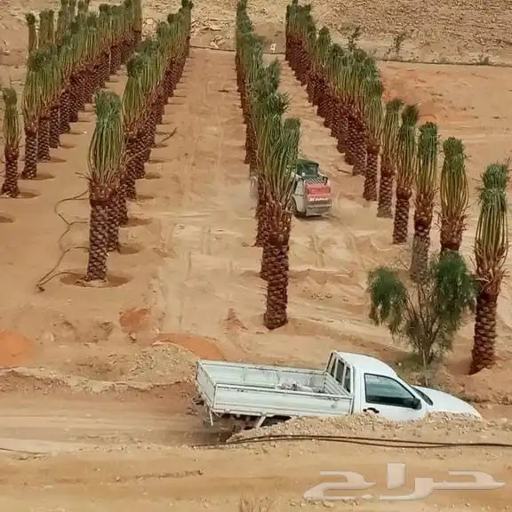 إسلام عليكم أبوعلي لاتواريدالشبواك والنخيل 5