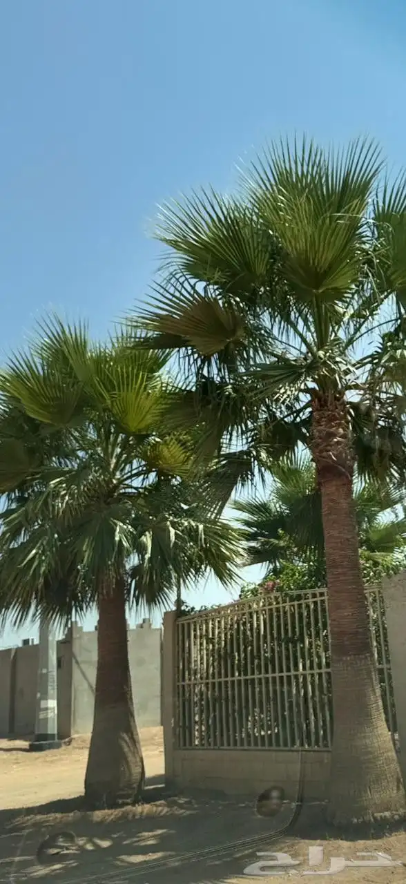 اشجار للبيع مع الجث والنقل 10