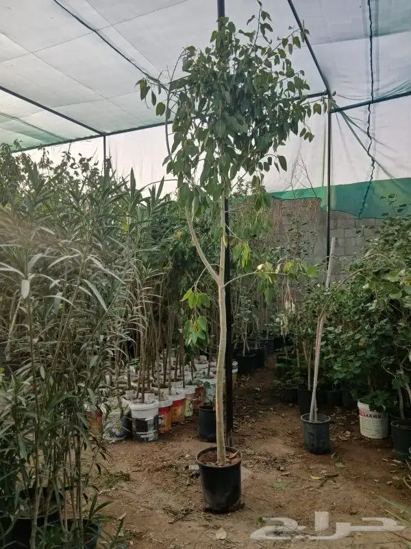 يوجد لديناء شجر الترمناليا وأشجار الزيتون وشجر الظل والأشجار 12