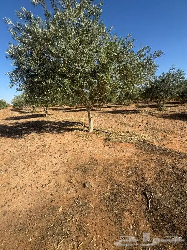 يوجد لديناء شجر الترمناليا وأشجار الزيتون وشجر الظل والأشجار 1