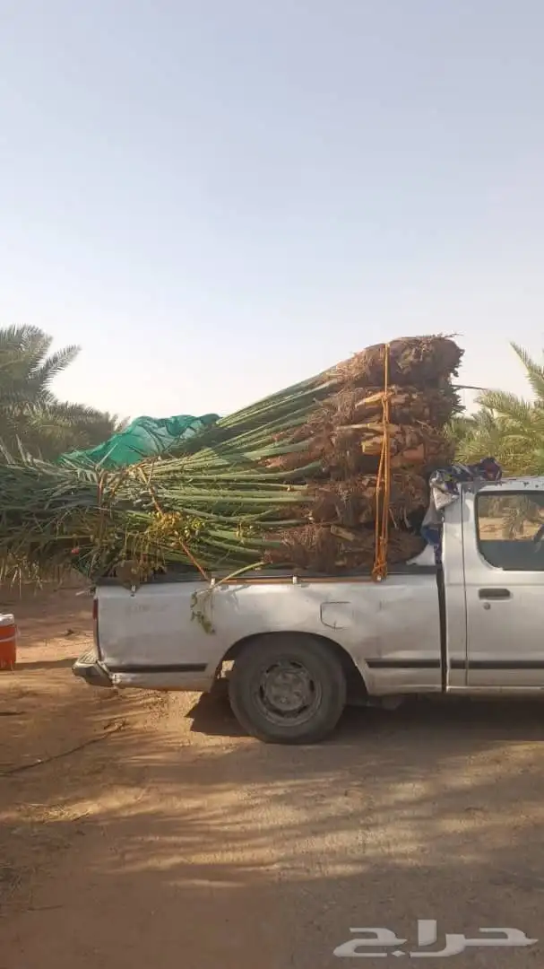 سلام عليكم اليوم عند الفسل المثمره توجد في مكه 2