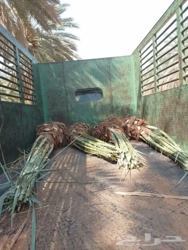 نخل للبيع نخيل مثمر نقايل جثايث خلاص سكري صقعي برحي شيشي سلج 1