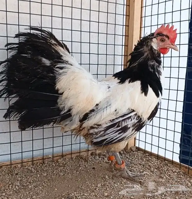 دجاجة لاكن فندر ((( تم البيع ))) 0