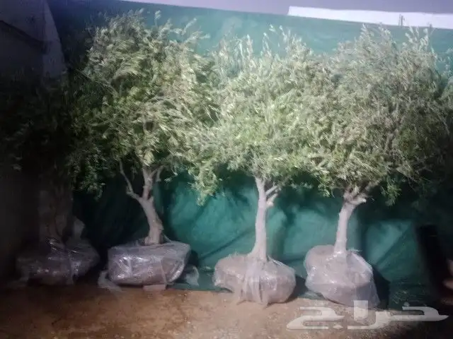 يوجد لديناء شجر الترمناليا وأشجار الزيتون وشجر الظل والأشجار 6