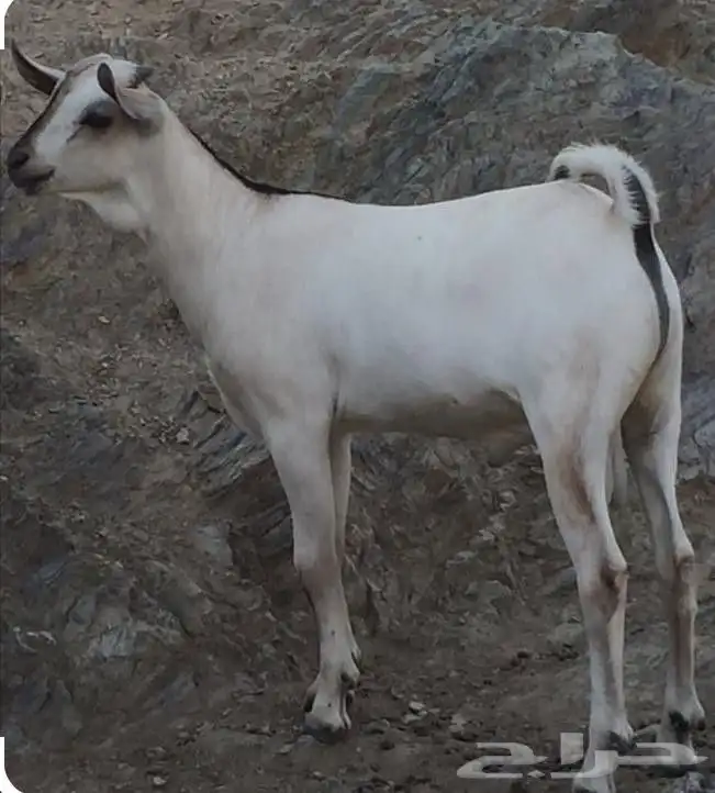 تيس صومالي قطيع من 30 راس ذهبان 0