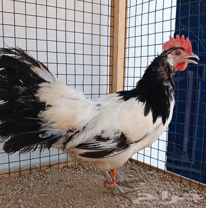 دجاجة لاكن فندر ((( تم البيع ))) 2