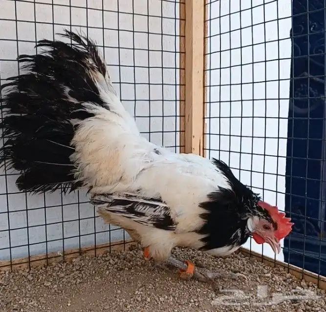 دجاجة لاكن فندر ((( تم البيع ))) 3