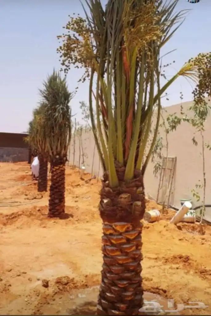 السلام عليكم ورحمه الله وبركاته عندنا نهضه طيب متواجد في مكه 9