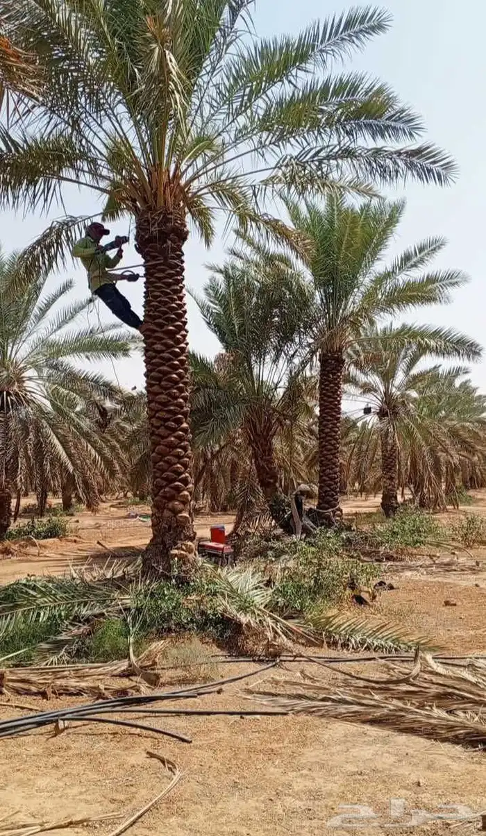 نخل توريد وتركيب تكريب عادي تكريب هلال تكريب عادي تكريب هلال 2