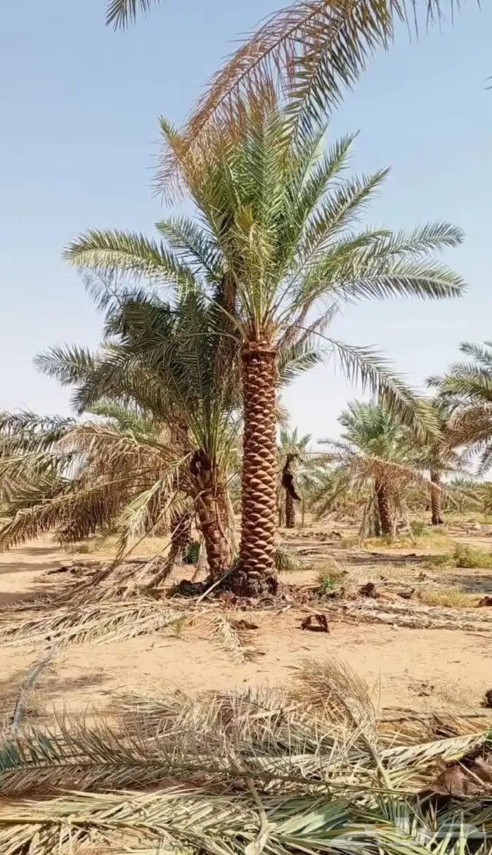نخل توريد وتركيب تكريب عادي تكريب هلال تكريب عادي تكريب هلال 4