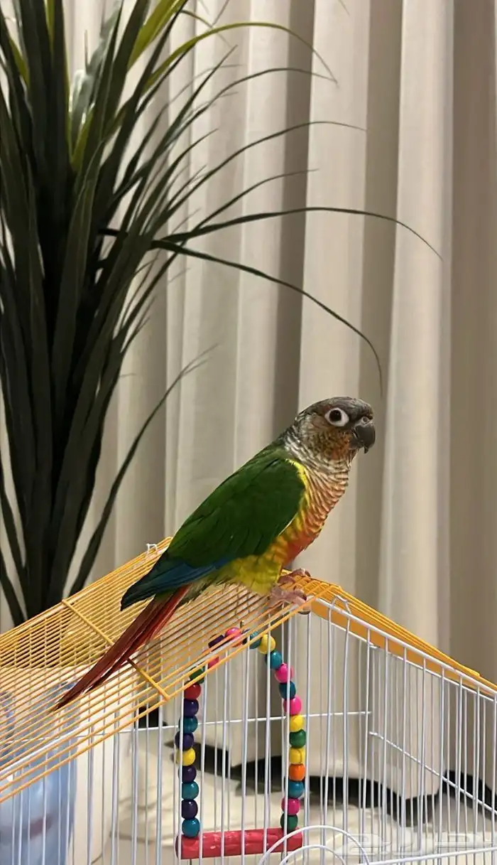 كنيور اليف 0