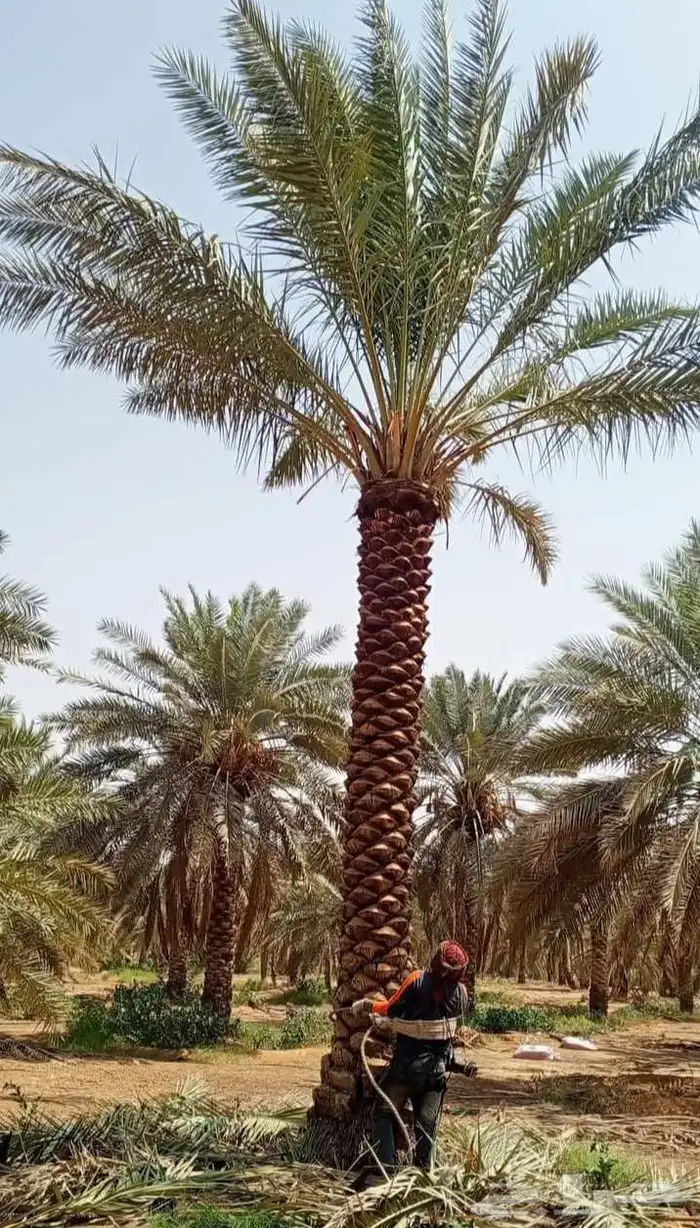 نخل توريد وتركيب تكريب عادي تكريب هلال تكريب عادي تكريب هلال 3