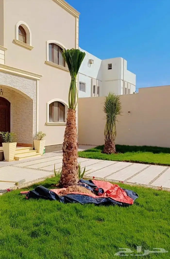 يوجد الدنيا جميع انواع النخيل الزينه والعربي وجميع انوع المق 0