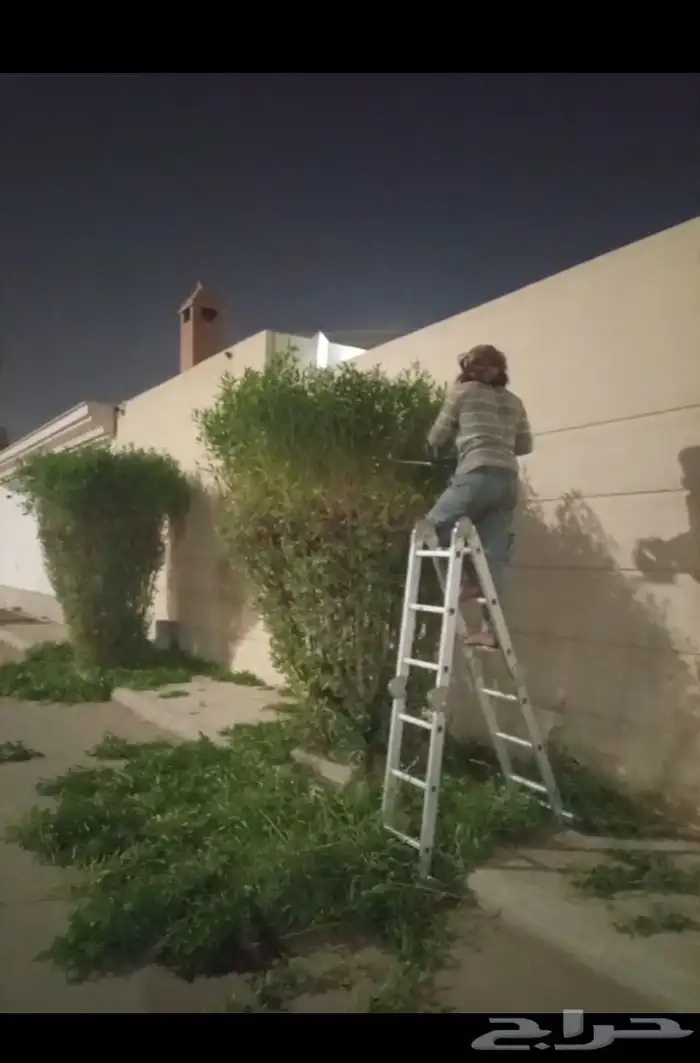 شغل ترتيب لا اشجار 3