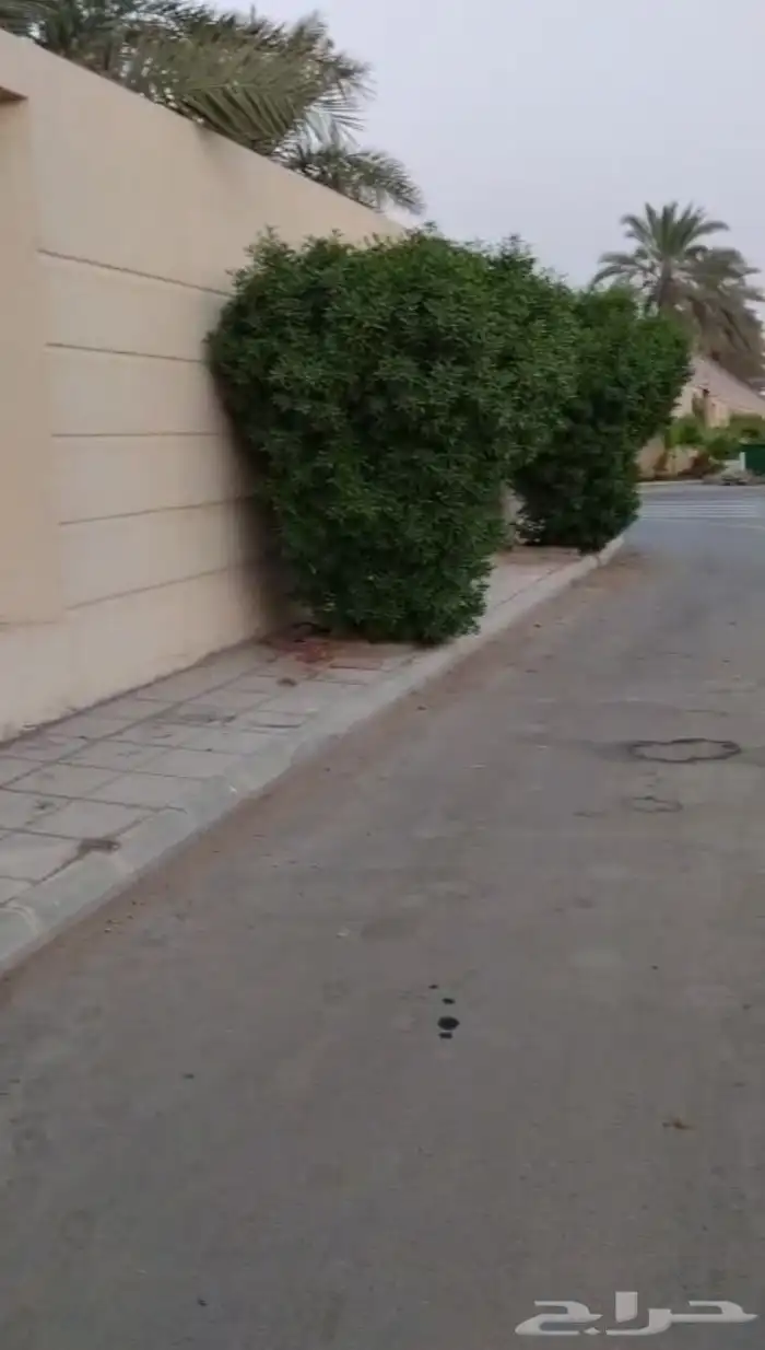 شغل ترتيب لا اشجار 4