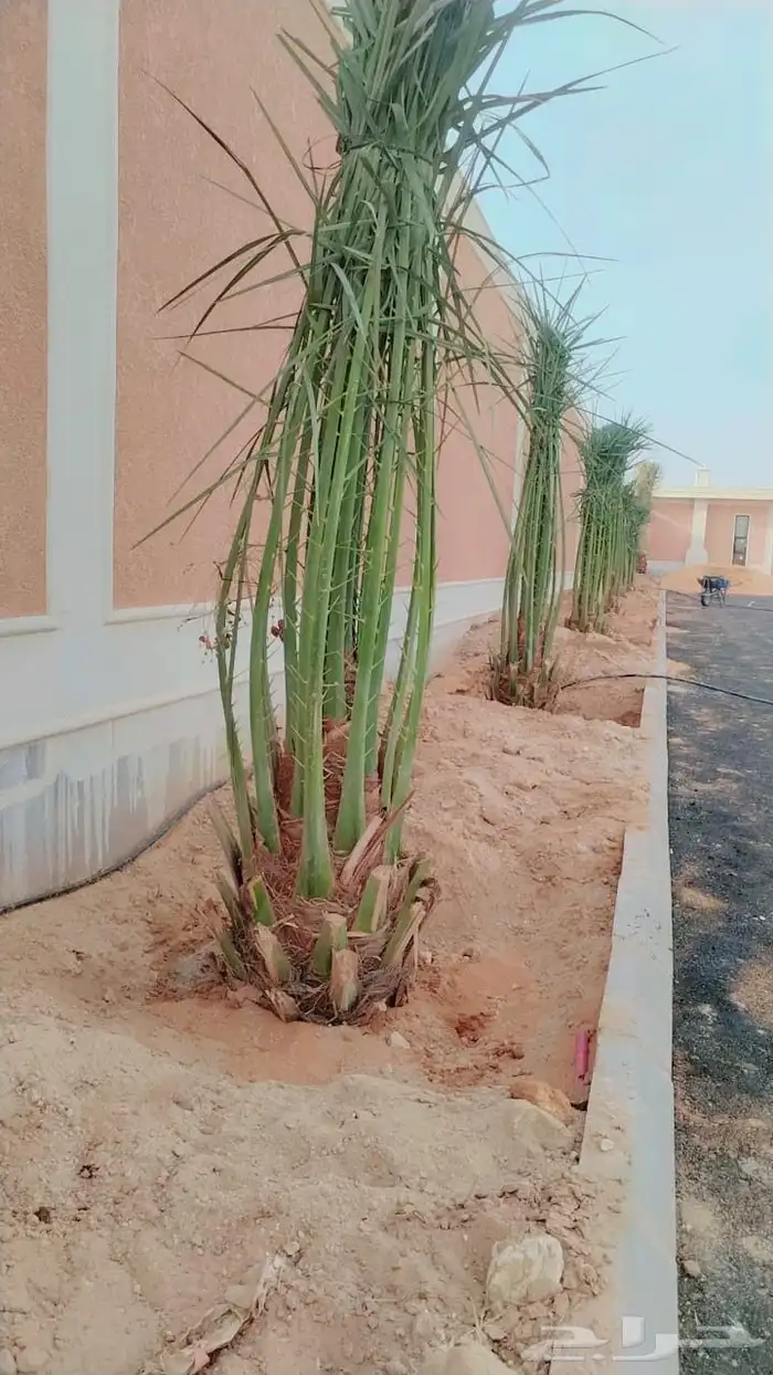 نخل عربي فسايل نخيل جثايث خلاص برحي سكري شيشي هلالي صقعي 1