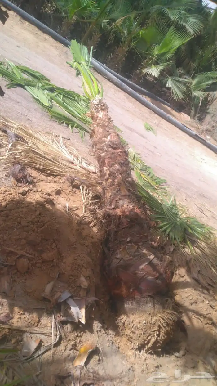 يوجد الدنيا جميع انواع النخيل الزينه والعربي وجميع انوع المق 2