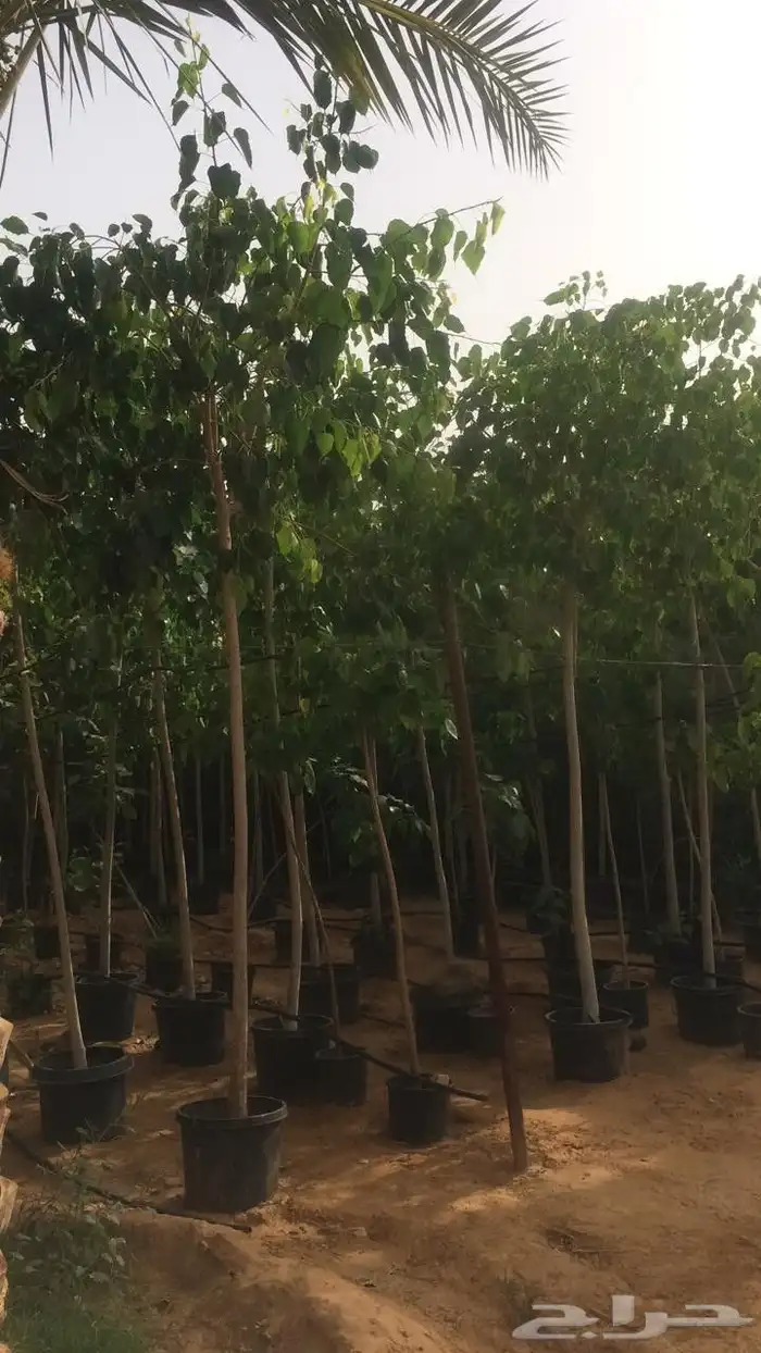 تنسق حدق مهندس محمد تركيب شبكات الري جميع الاشجار 6