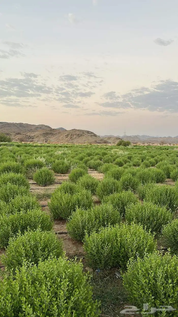 حناء وسدر كميات كبيرة خصم توصيل جميع مدن المملكة 0