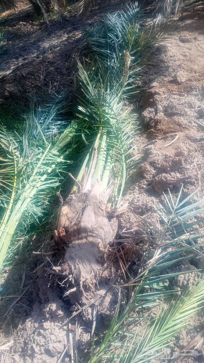 يوجد لدينا نخل عربي 6