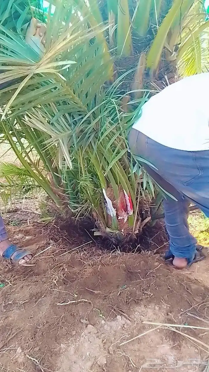 نخيل 2