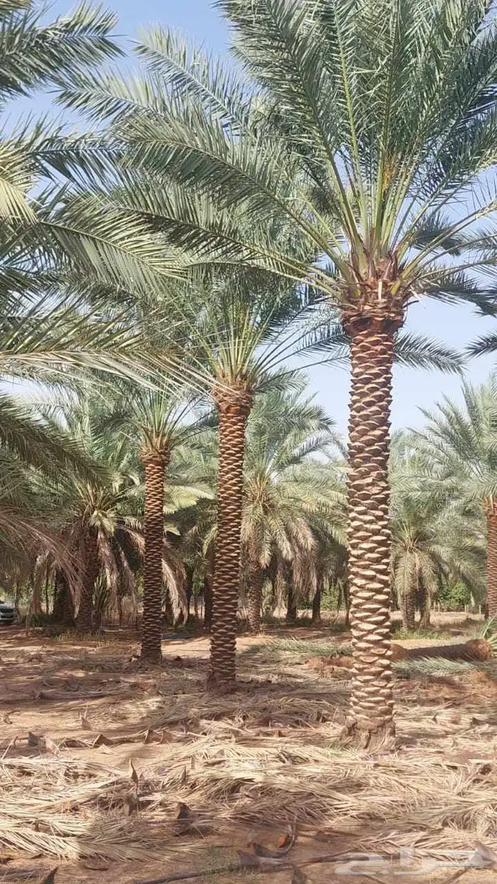 السلام عليكم ورحمه الله وبركاته عندنا نهضه طيب متواجد في مكه 0