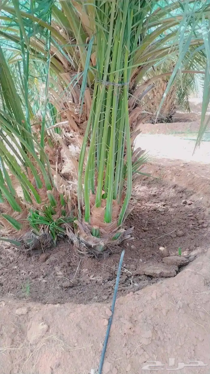 نخل عربي فسايل نخيل جثايث خلاص برحي سكري شيشي هلالي صقعي 5