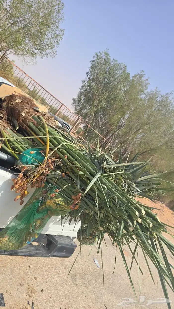 السلام عليكم ورحمه الله وبركاته عندنا نهضه طيب متواجد في مكه 3