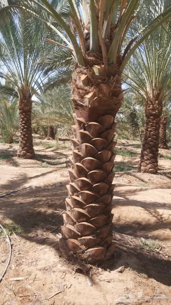 زراعه.النخيل.تركيب.شبوك 7