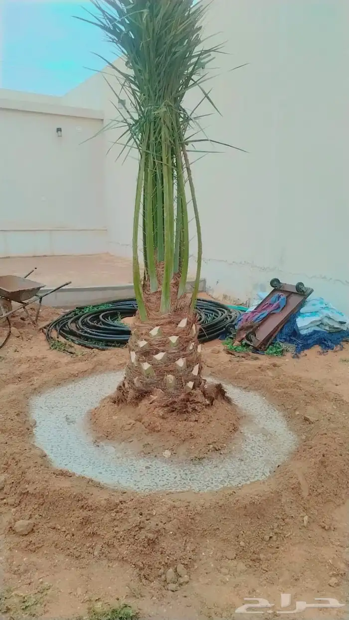 نخل عربي فسايل نخيل جثايث خلاص برحي سكري شيشي هلالي صقعي 4