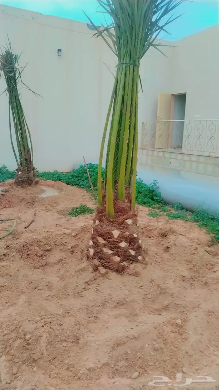 نخل عربي فسايل نخيل جثايث خلاص برحي سكري شيشي هلالي صقعي 0