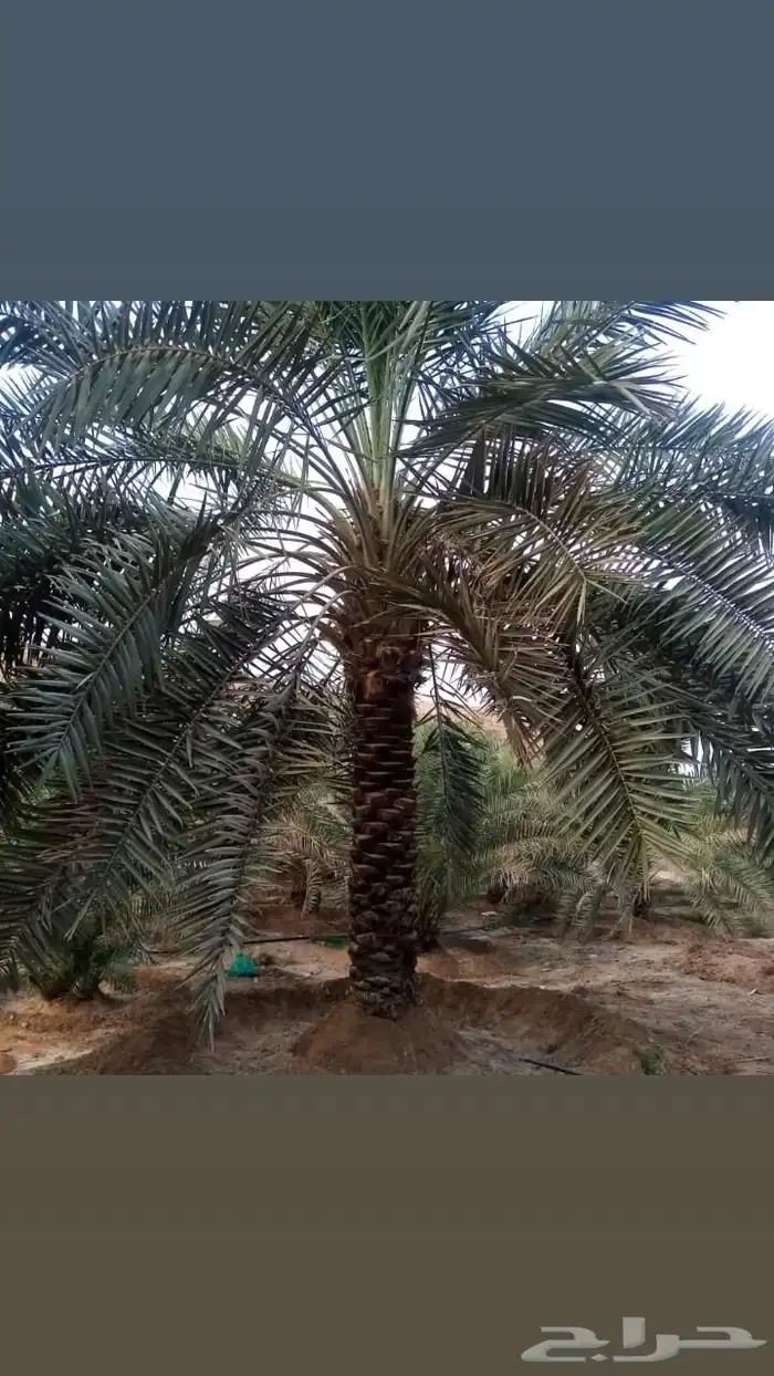زراعة النخيل والاشجار باانواعها 4