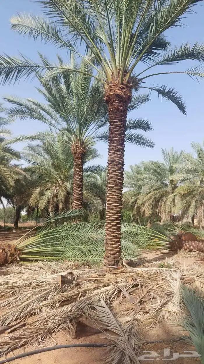 يوجد نخل للبيع بجميع انواع ومقاسات النخل العربي المثمر 2