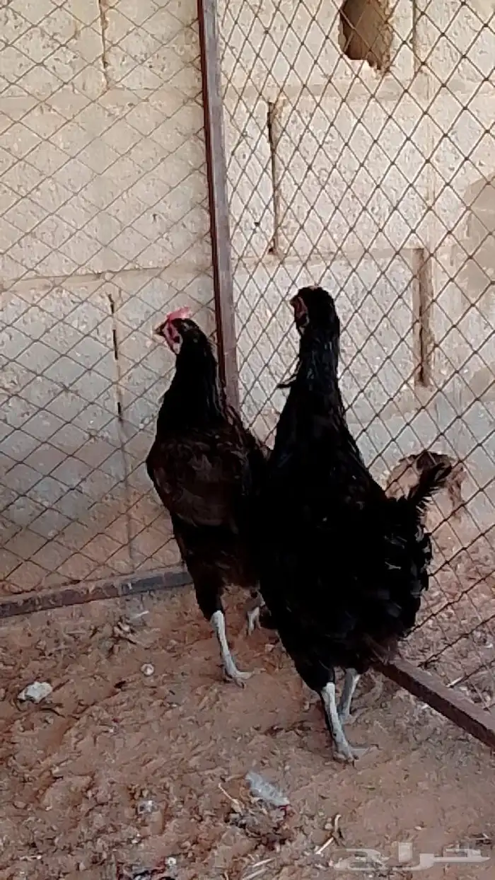 دجاج تركي بياض شرط 0