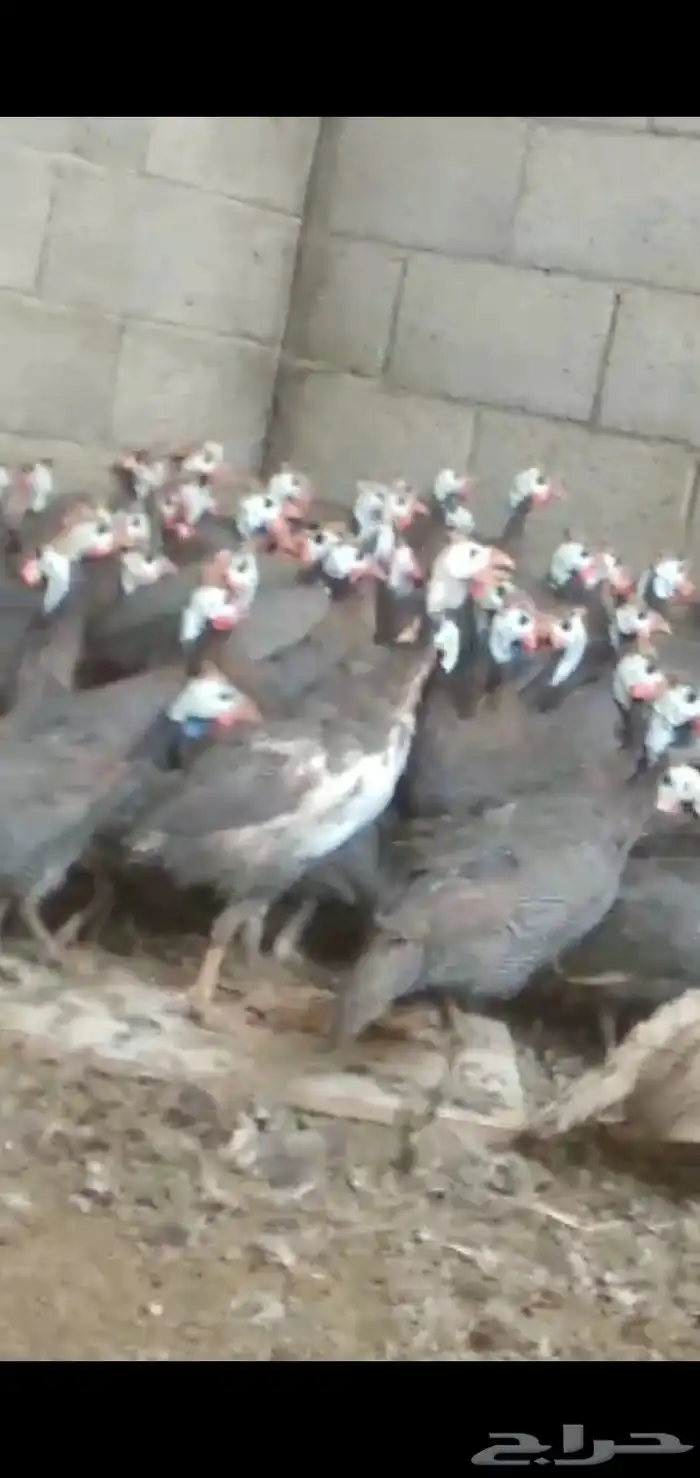 يوجد لدينا دجاج حبشي منتج 0