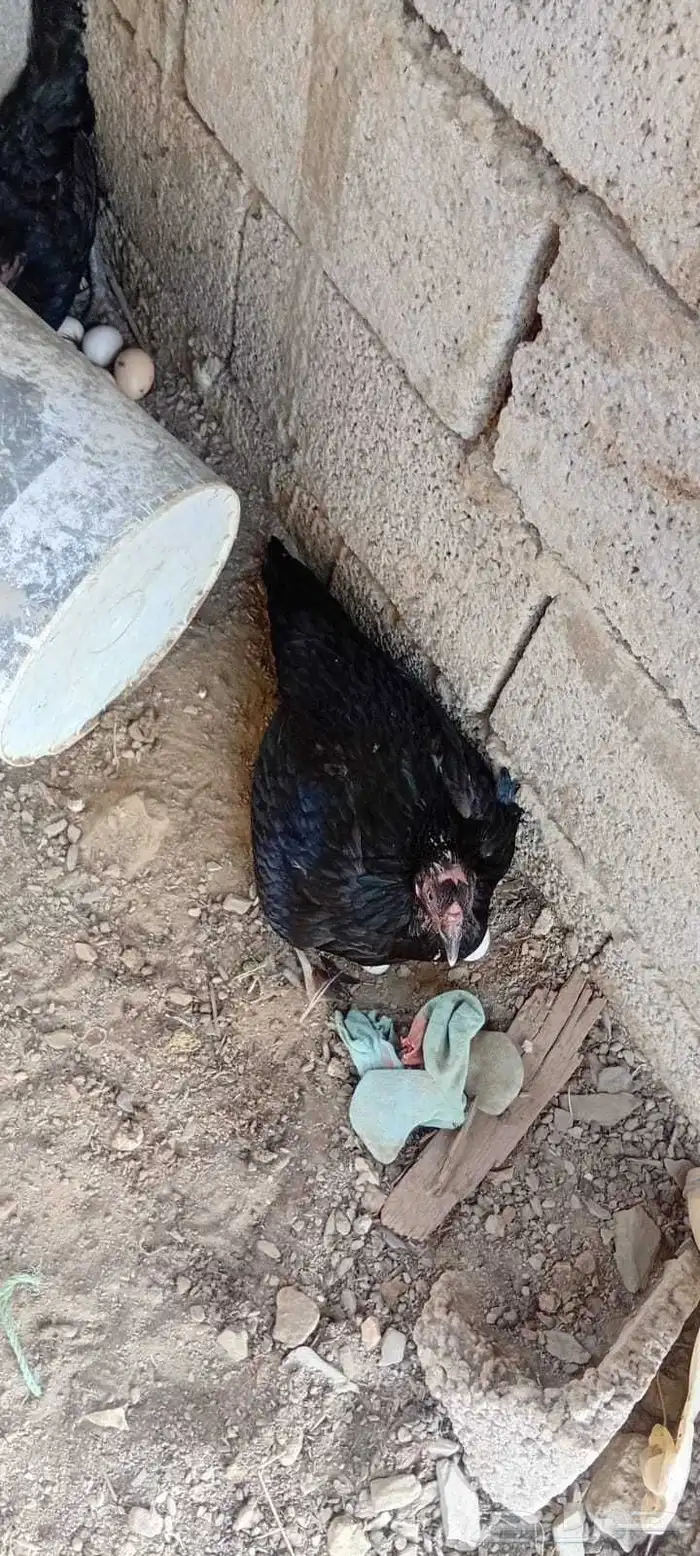 للبيع دجاج 2