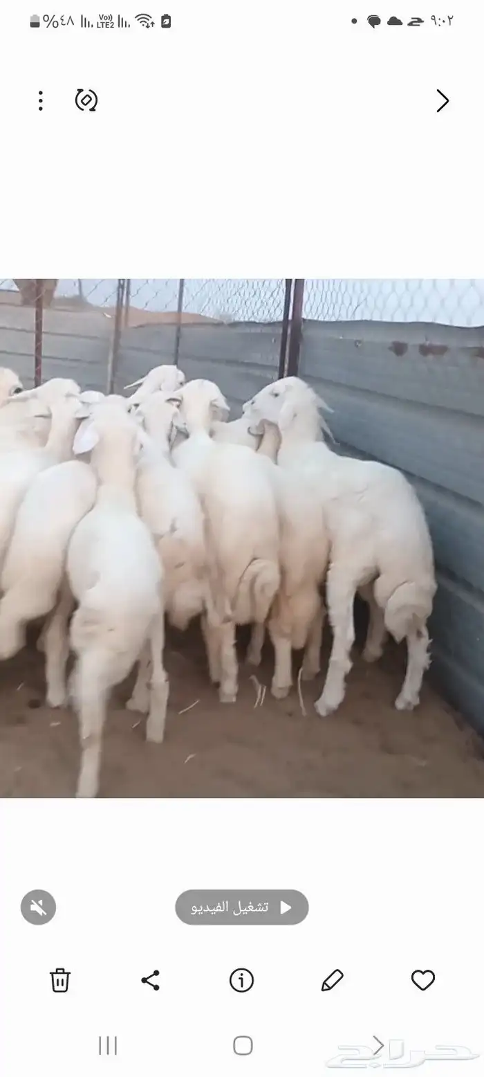 النوع بهم حري   العدد   28 فيها 7 رخال فقط 2